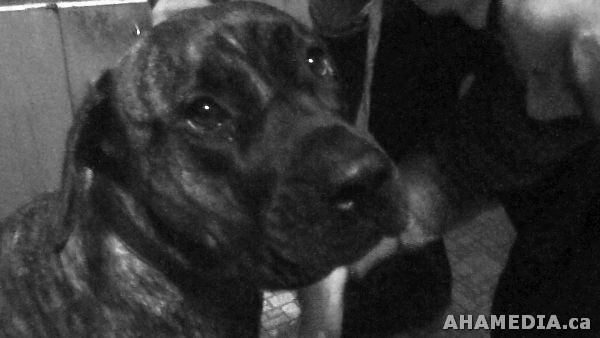 A Presa Canario puppy drinks milk while a jealous cat meows in Vancouver